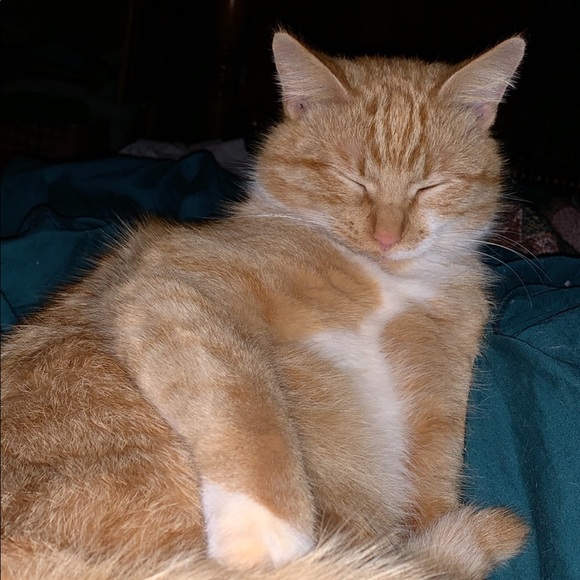 Meet your Posher, Al - Picture 1 of 1